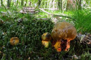 Klikni pro velký obrázek