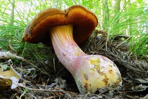 Klikni pro velký obrázek