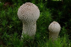 Pýchavka obecná - Lycoperdon perlatum Pers. 1796