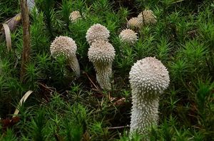 Pýchavka obecná - Lycoperdon perlatum Pers. 1796