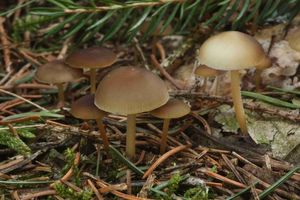 Klikni pro velký obrázek