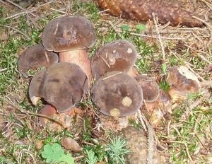 Klikni pro velký obrázek