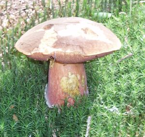 Klikni pro velký obrázek