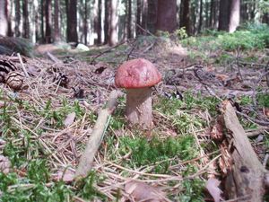 Klikni pro velký obrázek