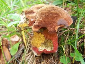 Klikni pro velký obrázek