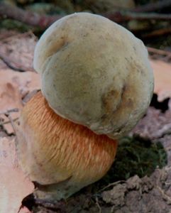 Klikni pro velký obrázek