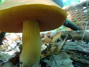 Klikni pro velký obrázek