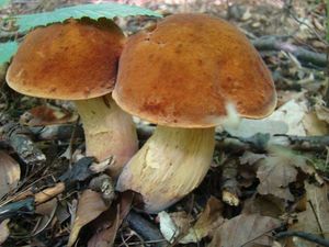 Klikni pro velký obrázek