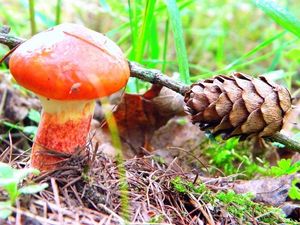 Klikni pro velký obrázek