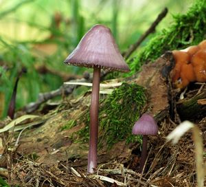 Helmovka hnědopurpurová - Mycena purpureofusca (Peck) Sacc. 1887