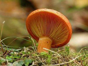 Ryzec modřínový - Lactarius porninsis