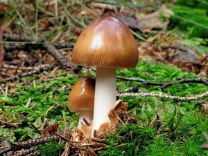 Muchomůrka plavá - Amanita fulva  Fr. 1815