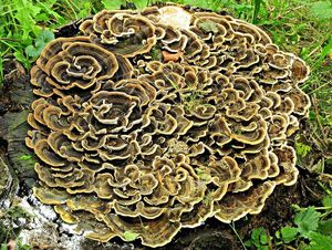 Outkovka pestrá - Trametes versicolor (L.) Lloyd 1921