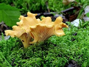 Liška obecná - Cantharellus cibarius Fr. 1821