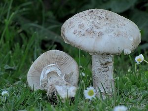 Muchomůrka šiškovitá - Amanita strobiliformis (Paulet ex Vittad.) Bertill. 1866