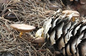 Klikni pro velký obrázek