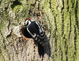 Klikni pro velký obrázek