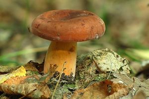 Klikni pro velký obrázek