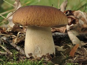 Klikni pro velký obrázek