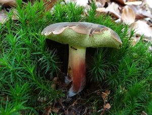 Klikni pro velký obrázek