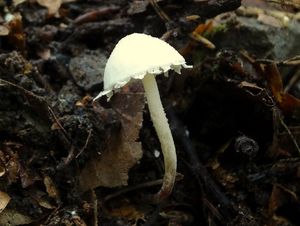 Bedlička polonahá - Cystolepiota seminuda (Lasch) Bon 1976