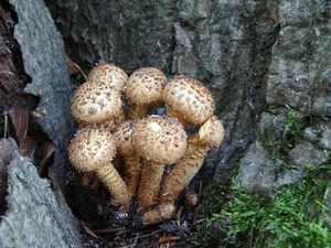 Šupinovka kostrbatá - Pholiota squarrosa (Vahl) P. Kumm. 1871