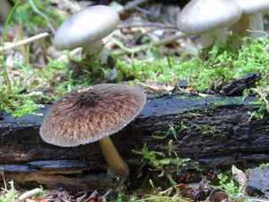 Štítovka stinná - Pluteus umbrosus (Pers.) P.Kumm.