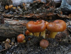 Šupinovka spáleništní - Pholiota highlandensis