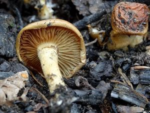 Šupinovka spáleništní - Pholiota highlandensis