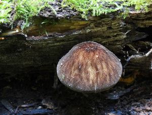 Štítovka stinná - Pluteus umbrosus (Pers.) P.Kumm.