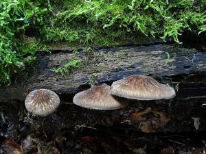 Štítovka stinná - Pluteus umbrosus (Pers.) P.Kumm.