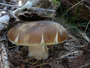 Klikni pro velký obrázek