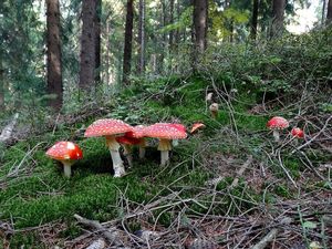 Klikni pro velký obrázek