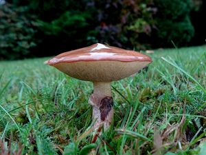 Klouzek obecný - Suillus luteus (L.) Roussel 1796