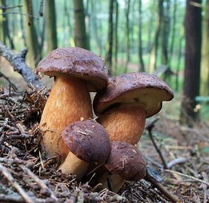 Klikni pro velký obrázek