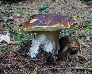 Klikni pro velký obrázek