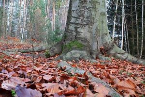 Klikni pro velký obrázek