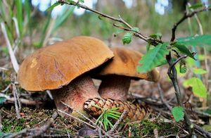 Klikni pro velký obrázek