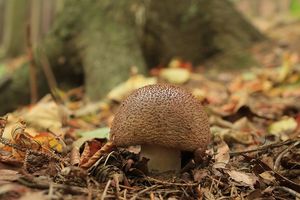 Klikni pro velký obrázek