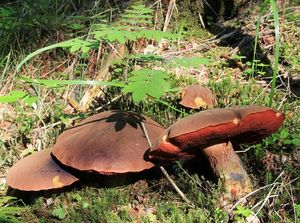 Klikni pro velký obrázek