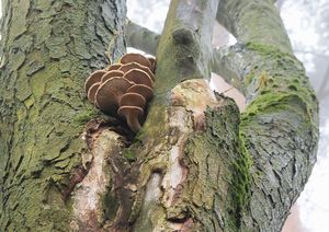 Klikni pro velký obrázek