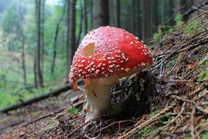 Klikni pro velký obrázek