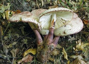 Bedla Bresadolova - Leucoagaricus americanus (Peck) Vellinga