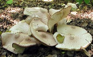 Bedla Bresadolova - Leucoagaricus americanus (Peck) Vellinga