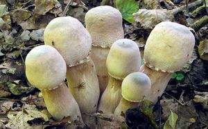 Bedla Bresadolova - Leucoagaricus americanus (Peck) Vellinga