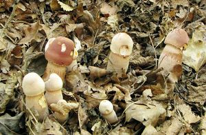 Bedla Bresadolova - Leucoagaricus americanus (Peck) Vellinga