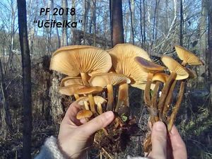 Klikni pro velký obrázek