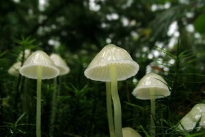 Helmovka slizká - Mycena epipterygia (Scop.) Gray 1821