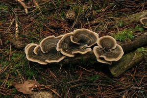 Outkovka pestrá - Trametes versicolor (L.) Lloyd 1921