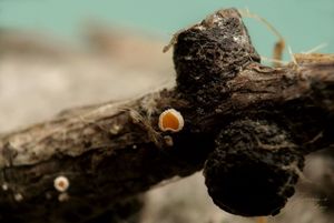 Brvenka Hahnova - Lachnellula occidentalis ( Hahn & Ayers)  Dha